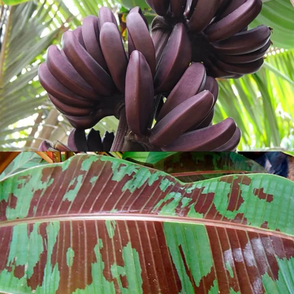 Musa Lacatan Banana Plant - Dwarf Puerto Rican Red - Grand Nain 3 Plants