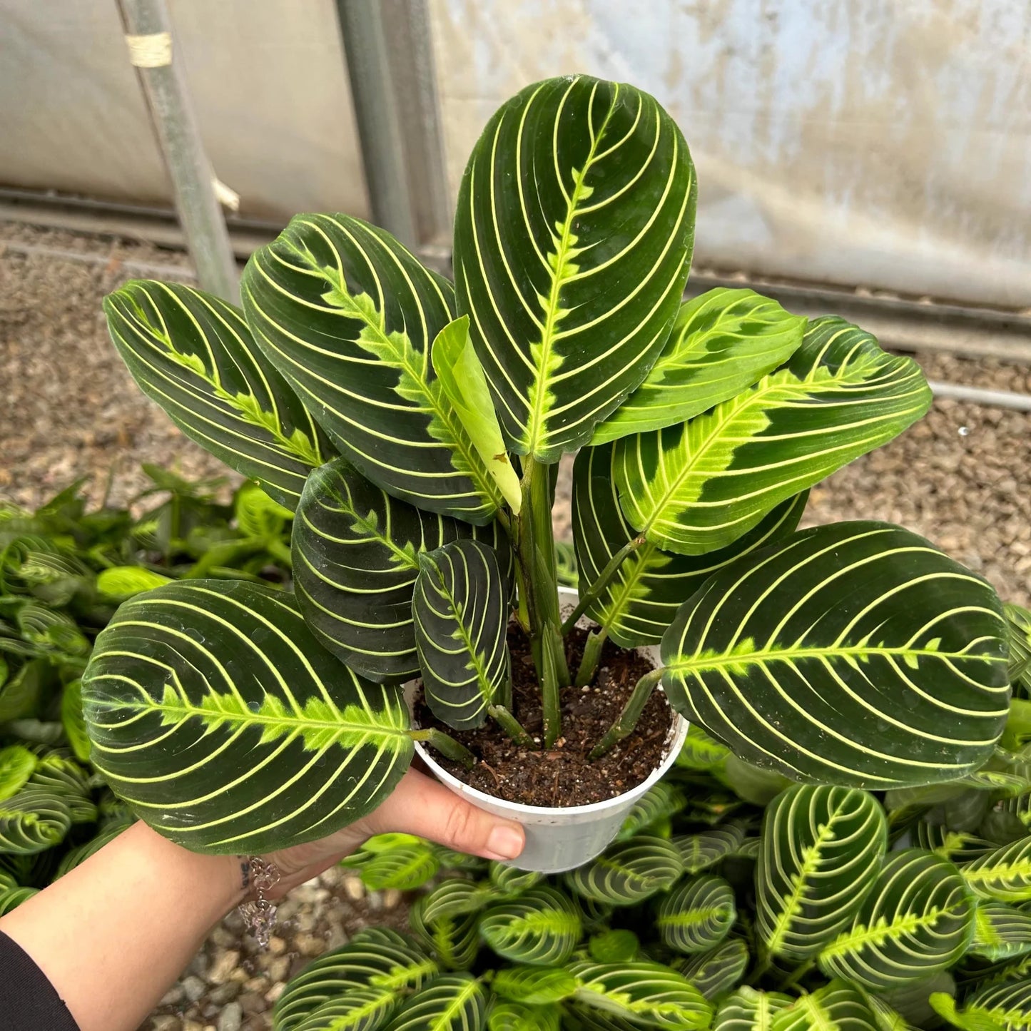 Lemon Lime Maranta - 4"