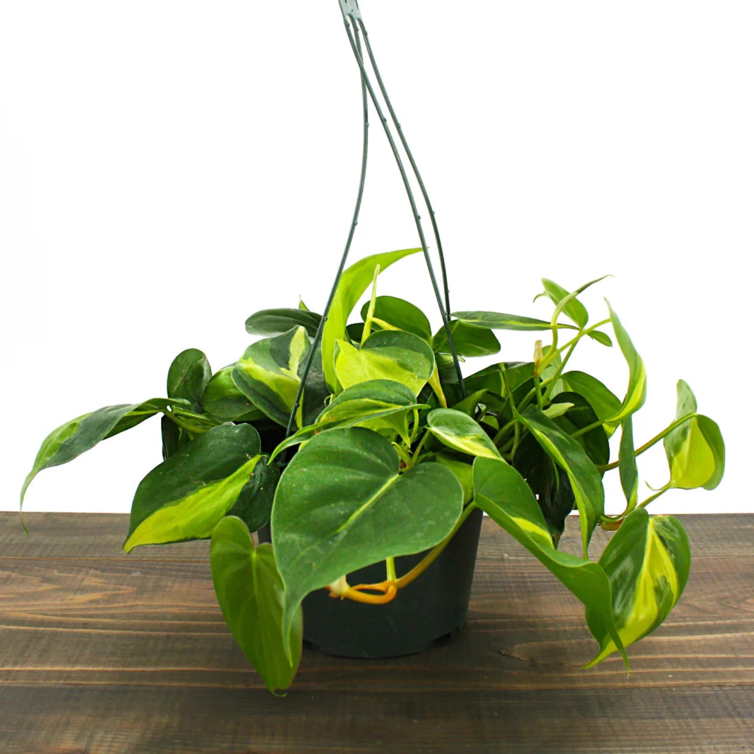 Philodendron Brazil - 8"