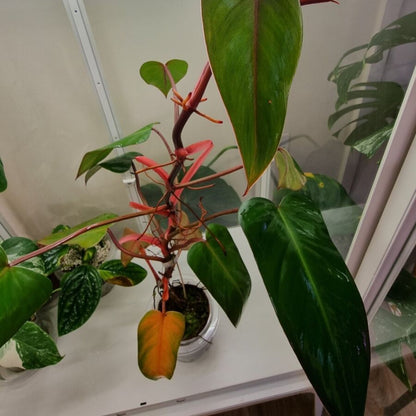 Philodendron Emerald Red - 6''