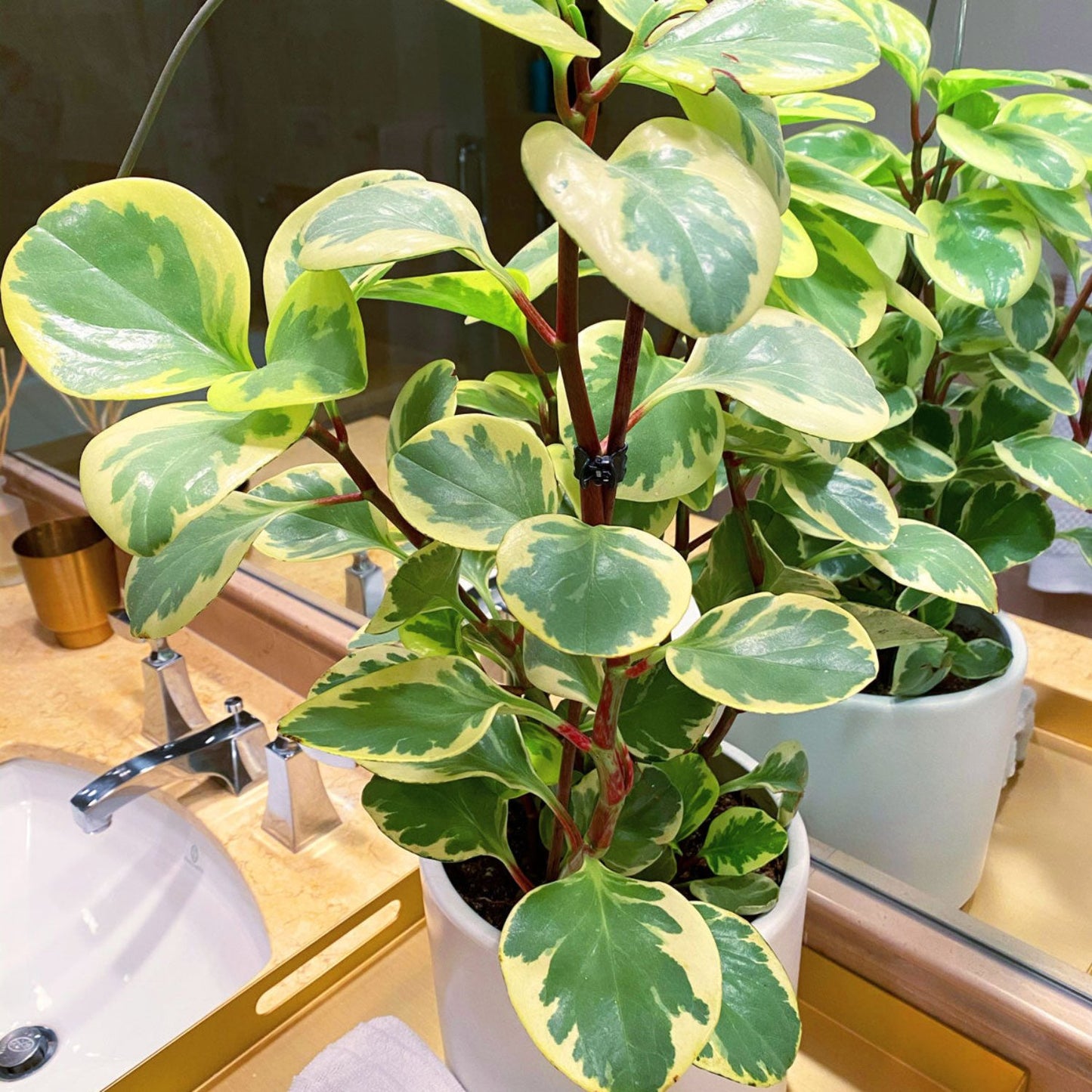 Peperomia Variegated - 2''