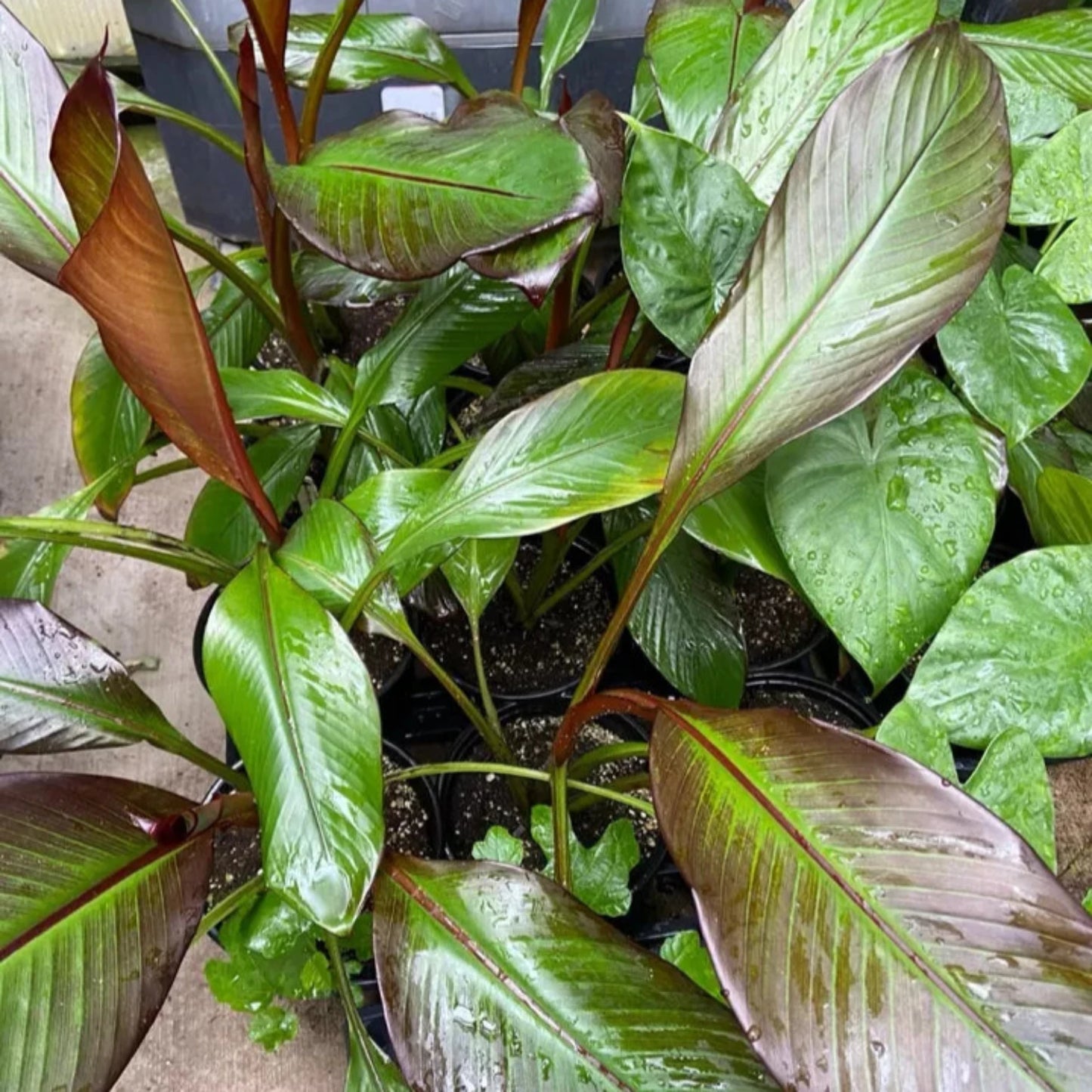 Ensete Maurelii - Red Abyssinian Banana - 24" Tall