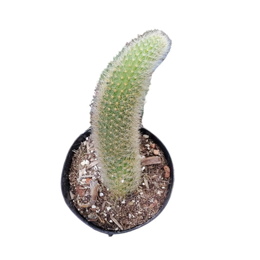 Monkey Tail Cactus - 4"