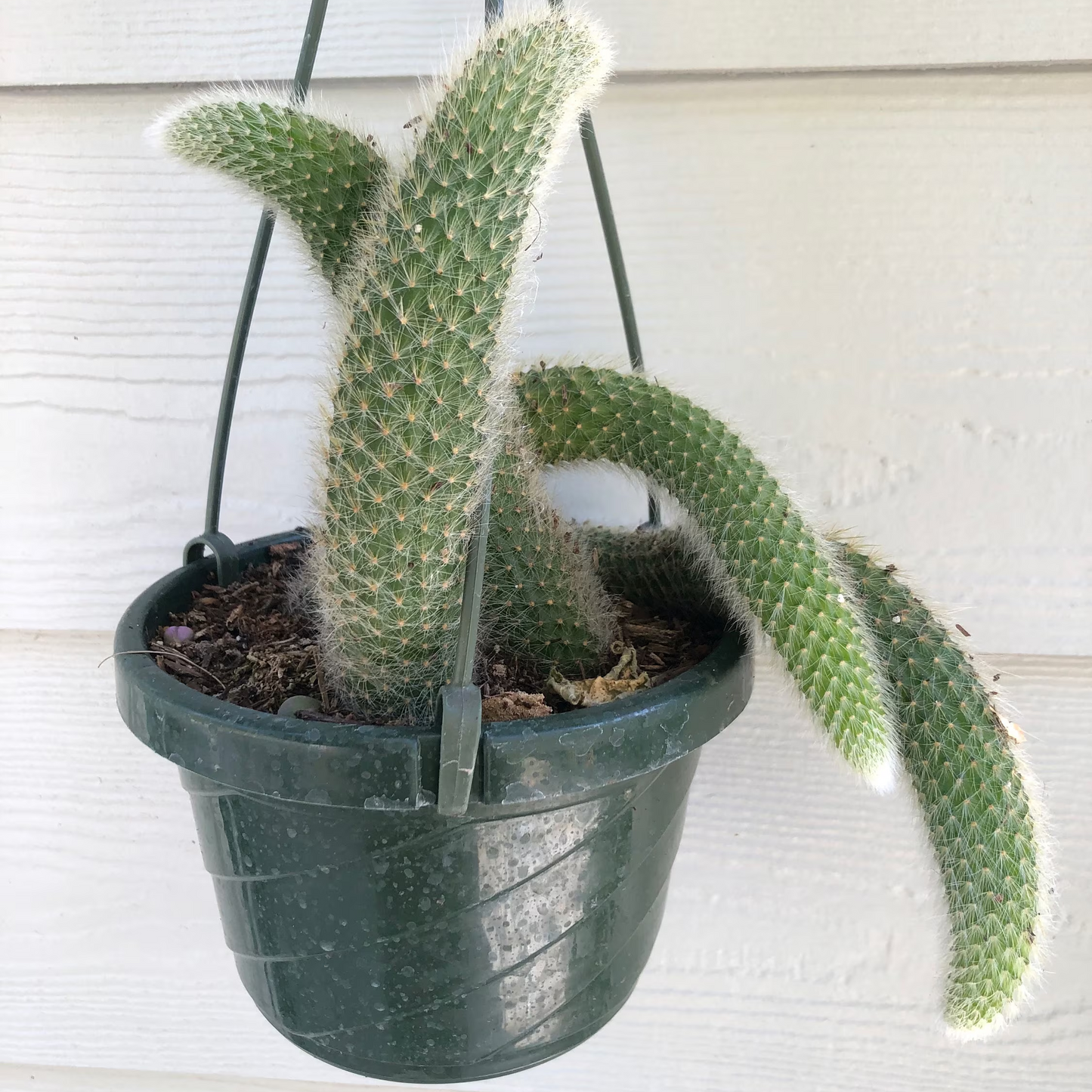 Hildewintera Colademononis Monkey Tail Cactus ( 3 tails) - 6''