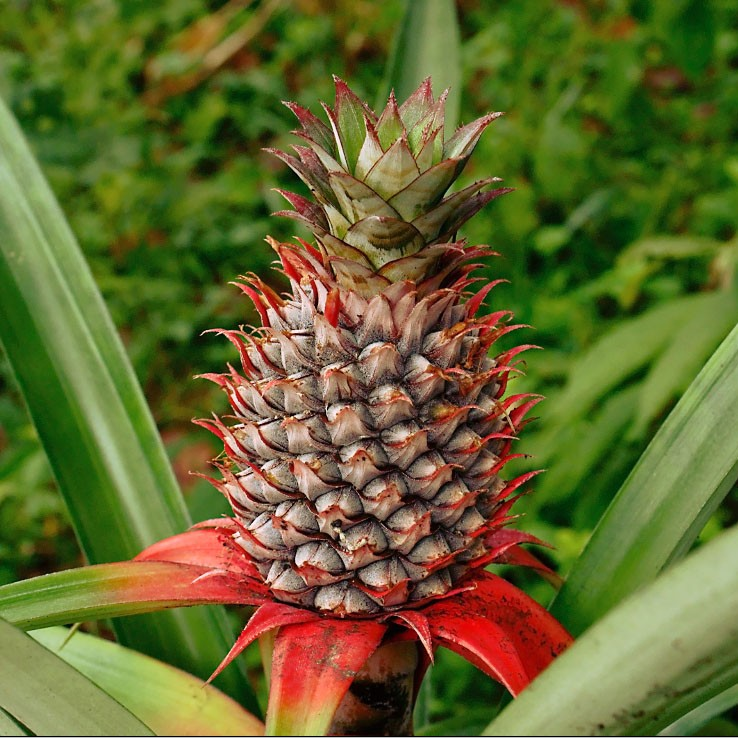 Florida Special Pineapple Plant - 1 Live Starter Plant