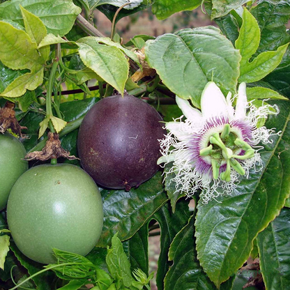 Passion Fruit - Possum Purple - Passiflora edulis 1 Live Plant