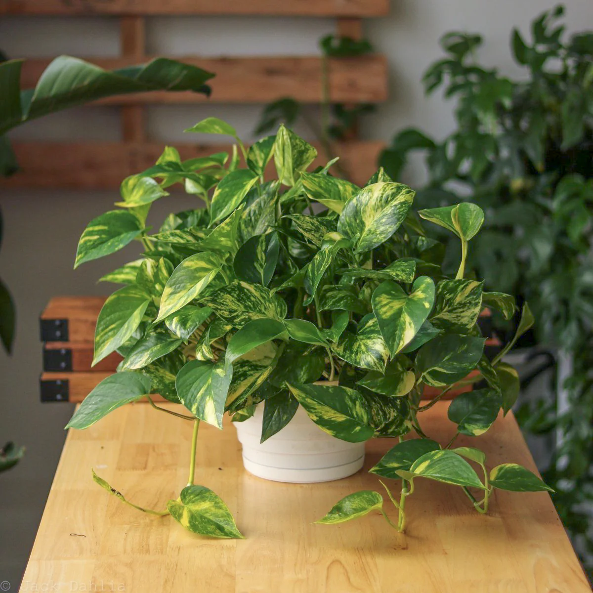 Golden Pothos (Epipremnum Aureum) - 4''