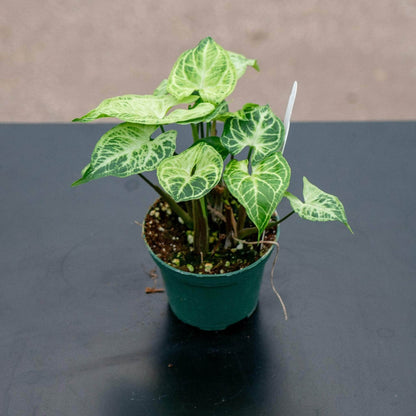 Syngonium Podophyllum (Green Aroid) -6''