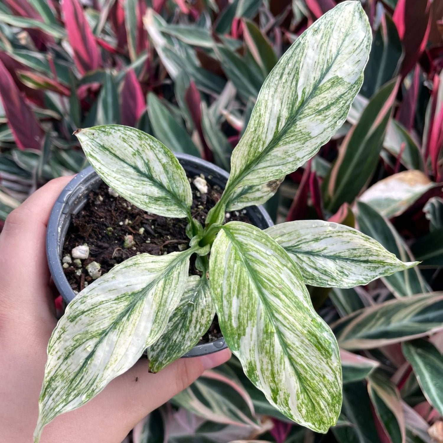 Variegated Spath Sensation Peace Lily - 4''