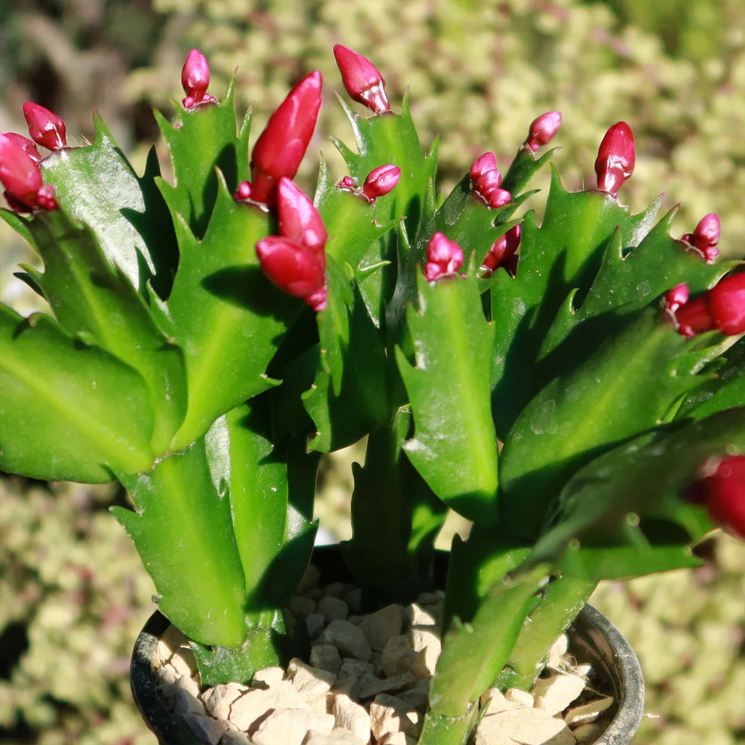 Christmas Cactus Red - 4''