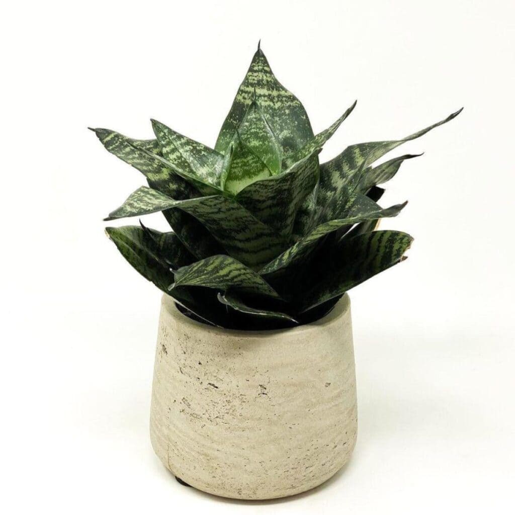 Sansevieria "Birds Nest" - 4"