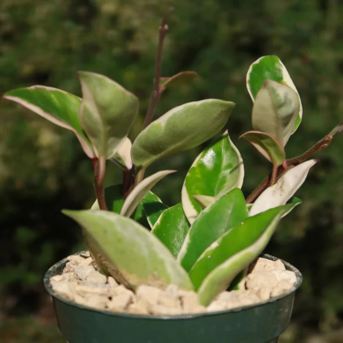 Rare Hoya Tricolor 2.5"