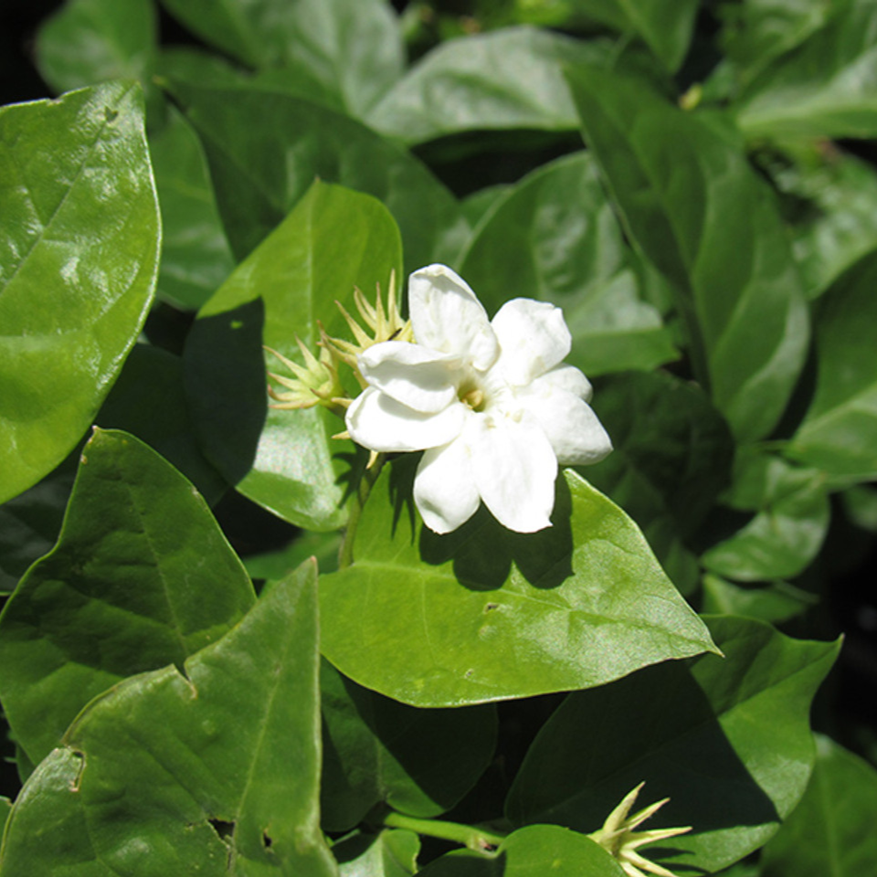 Arabian Jasmine Sambac - 4"