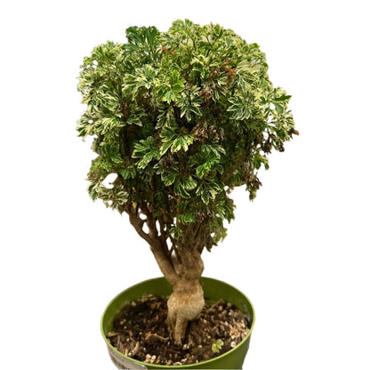 Variegated Ming Aralia - 6''