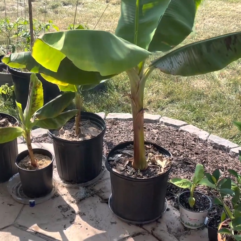 Grand Nain Banana Tree - 5 Live Banana Plants