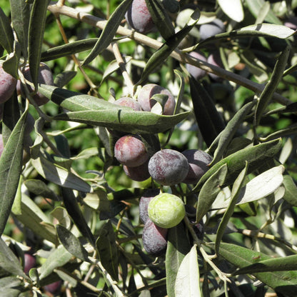 Olive Tree - 'Oblonga' - Olea Europaea