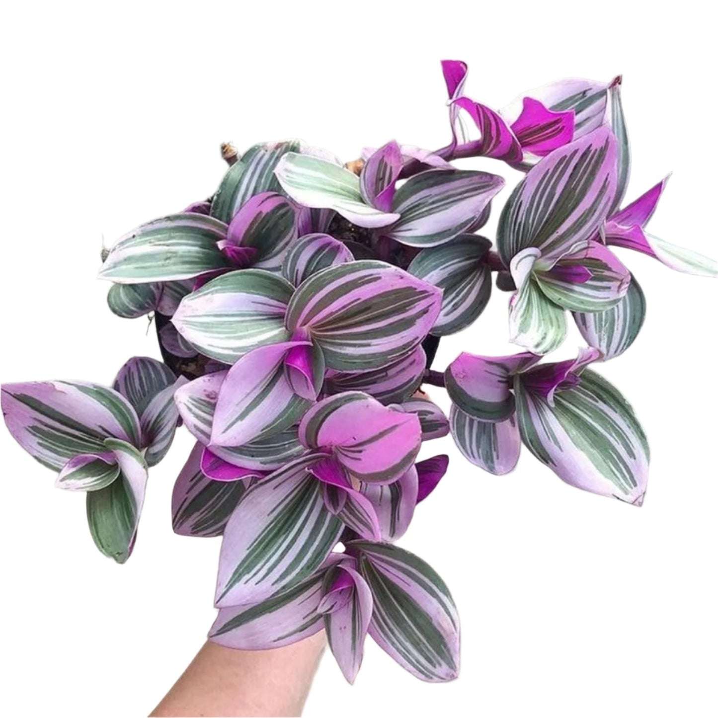 Pink Wandering Jew -Rare Nanouk - 6"