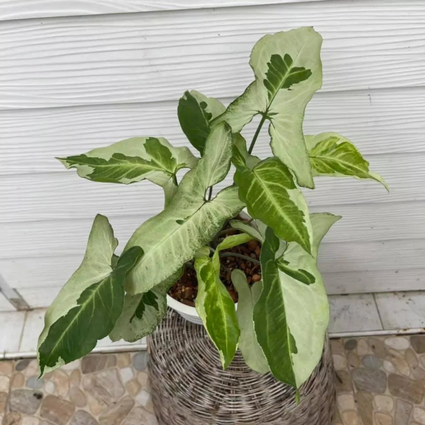 Rare Syngonium Three Kings -4''