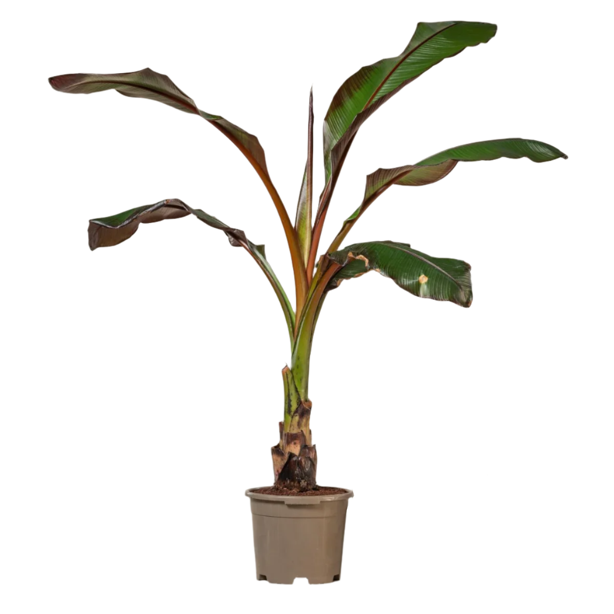 Ensete Maurelii - Red Abyssinian Banana