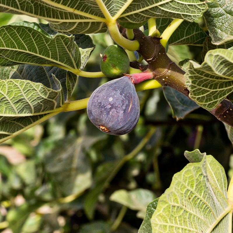 Fig Tree Edible Live 2 Plants : Violet De Bordeaux And Olympian