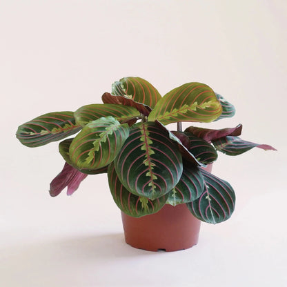 Red Maranta Prayer - 6"