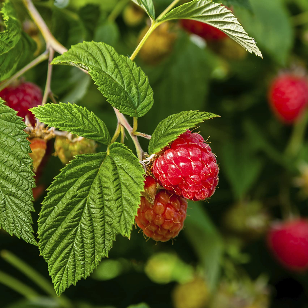 2 Nantahala Raspberry Plants 2 Boysenberry Plants