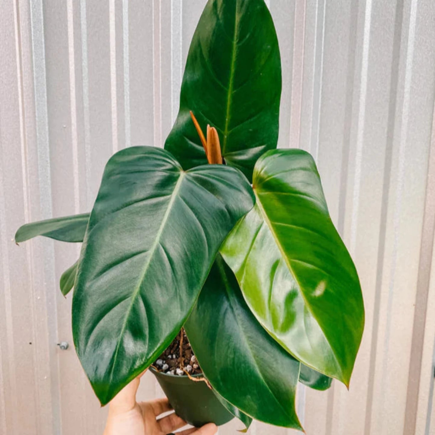 Philodendron Emerald green - 6''