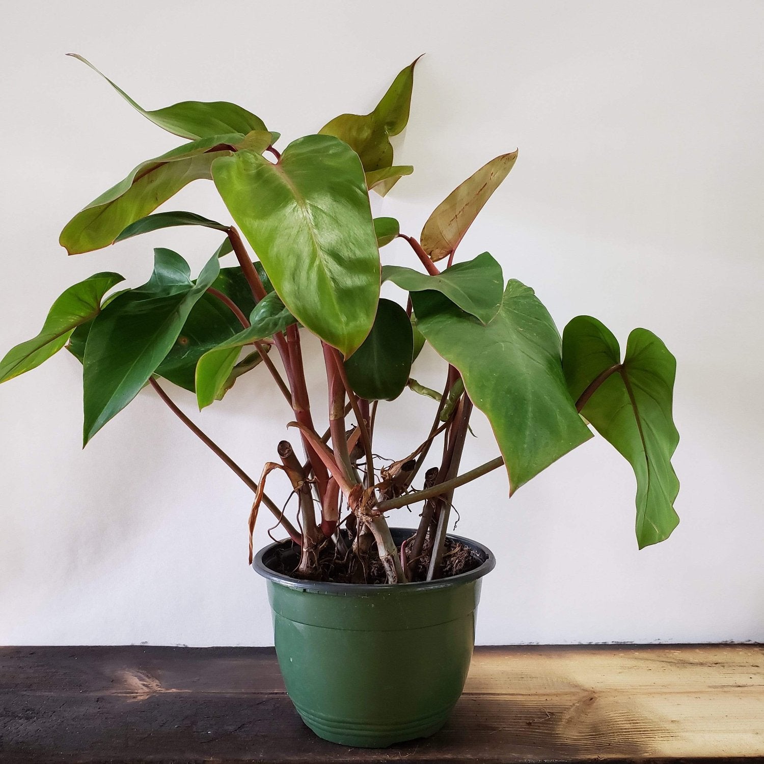 Philodendron Emerald Red - 4''