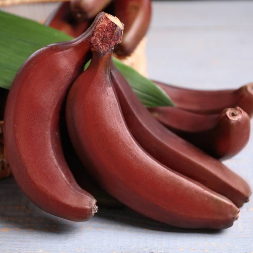 Red Dacca Banana Plant - Live Plant - aka Cuban Red Banana Plant