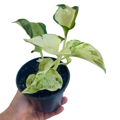 Manjula Pothos - 4''