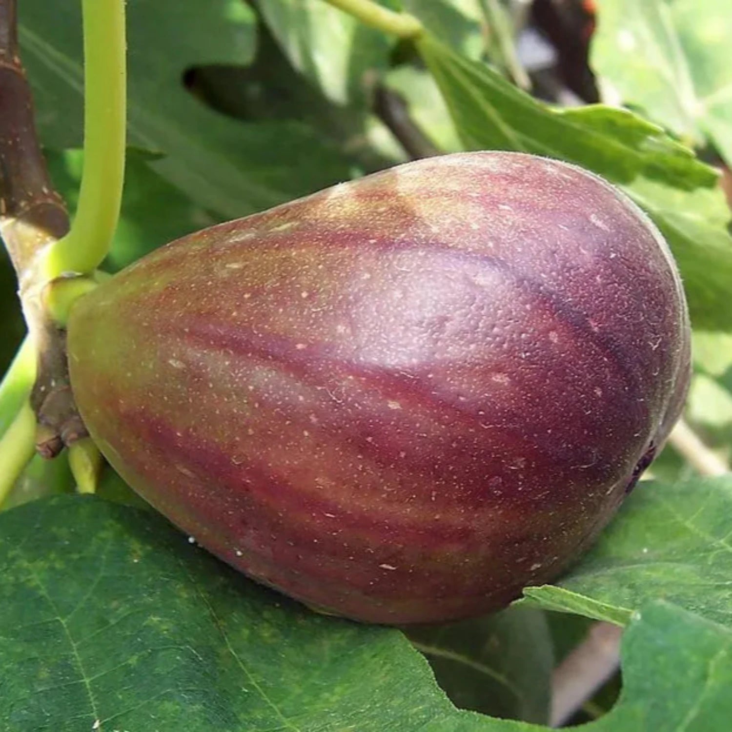 Fig Tree - 'Brown Turkey' - Fruiting Fig Tree - Ficus Carica