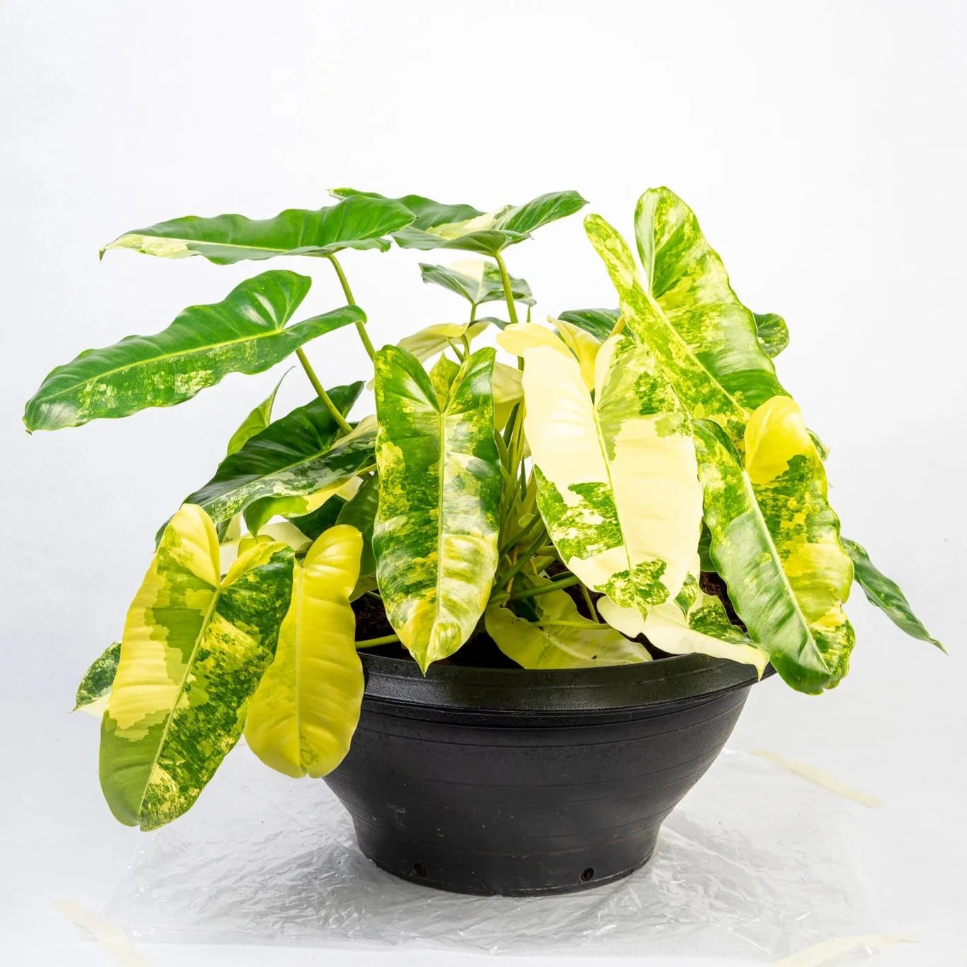 Burle Marx Variegated - 6"