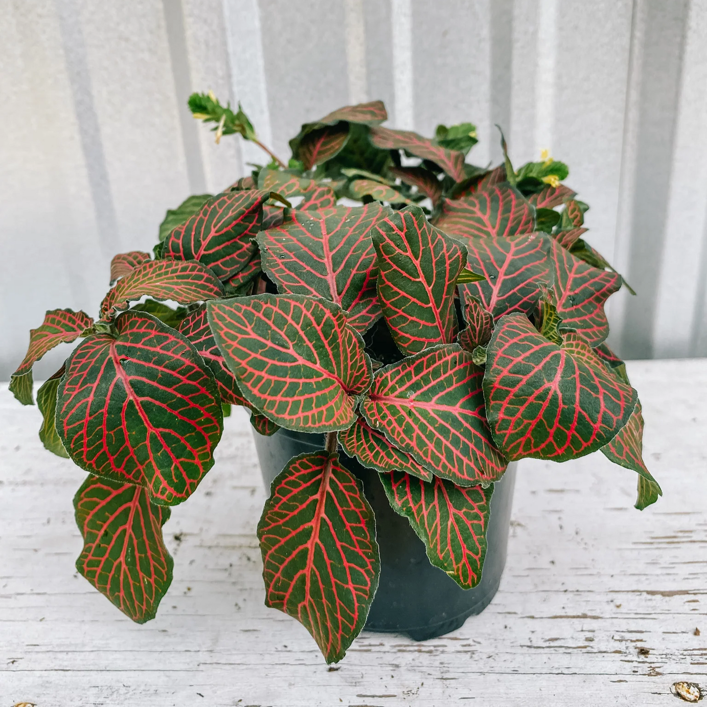 Red Fittonia - 4"