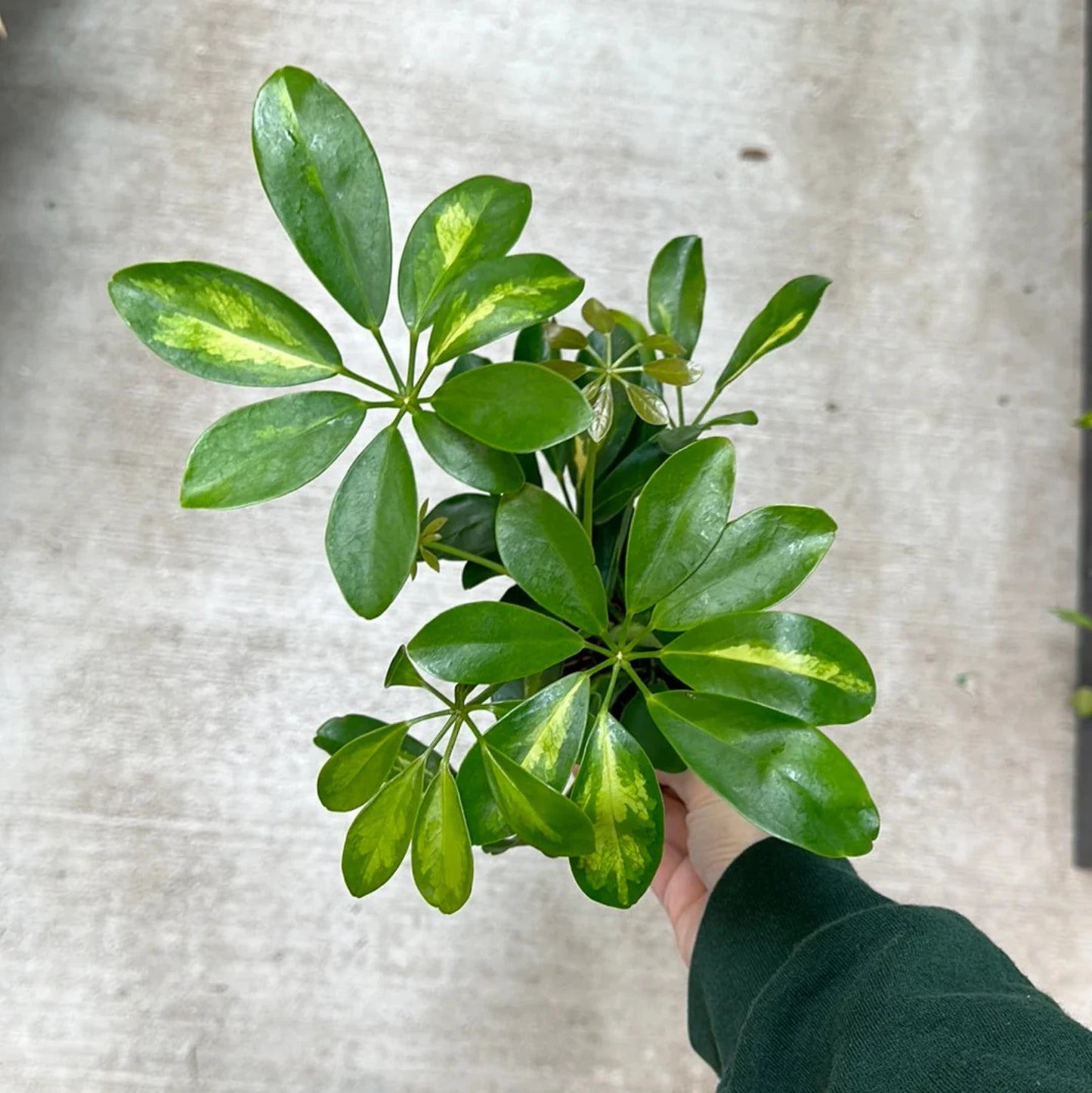 Schefflera Arboricola 'Gold Capella' - 4''