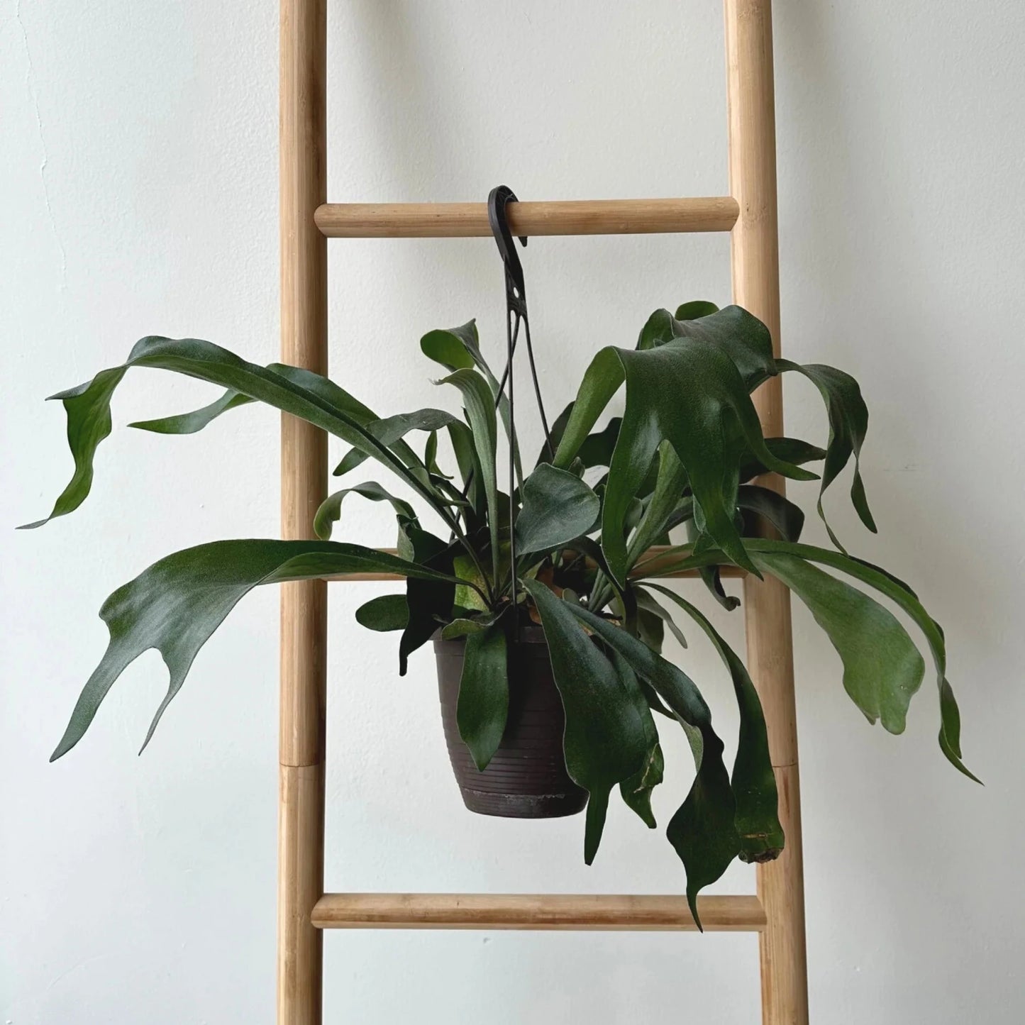 Staghorn Fern (Hanging Plant) - 6''