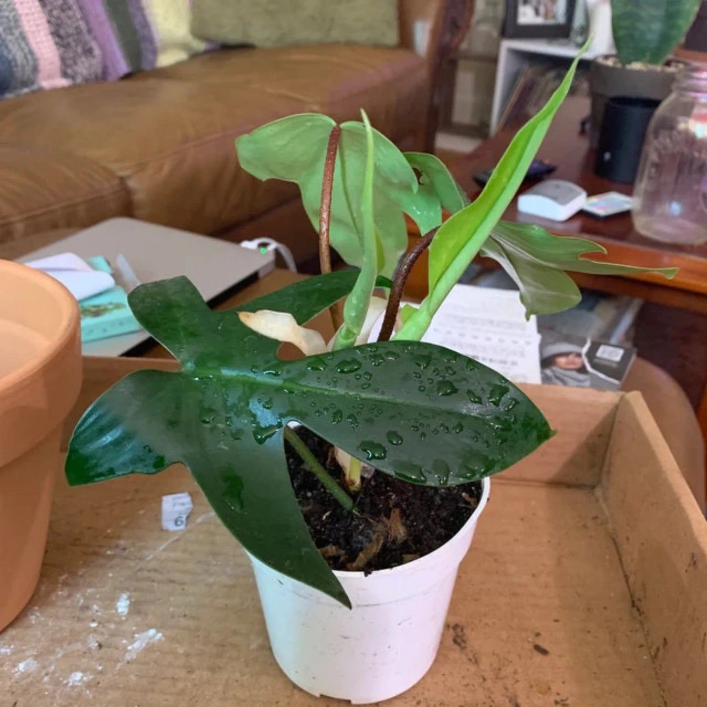 Philodendron Florida Beauty Red Stem - 4''