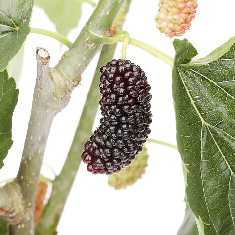 Mulberry Tree - 'Dwarf Everbearing' - Morus Nigra 1 Live Plant Edible Dwarf