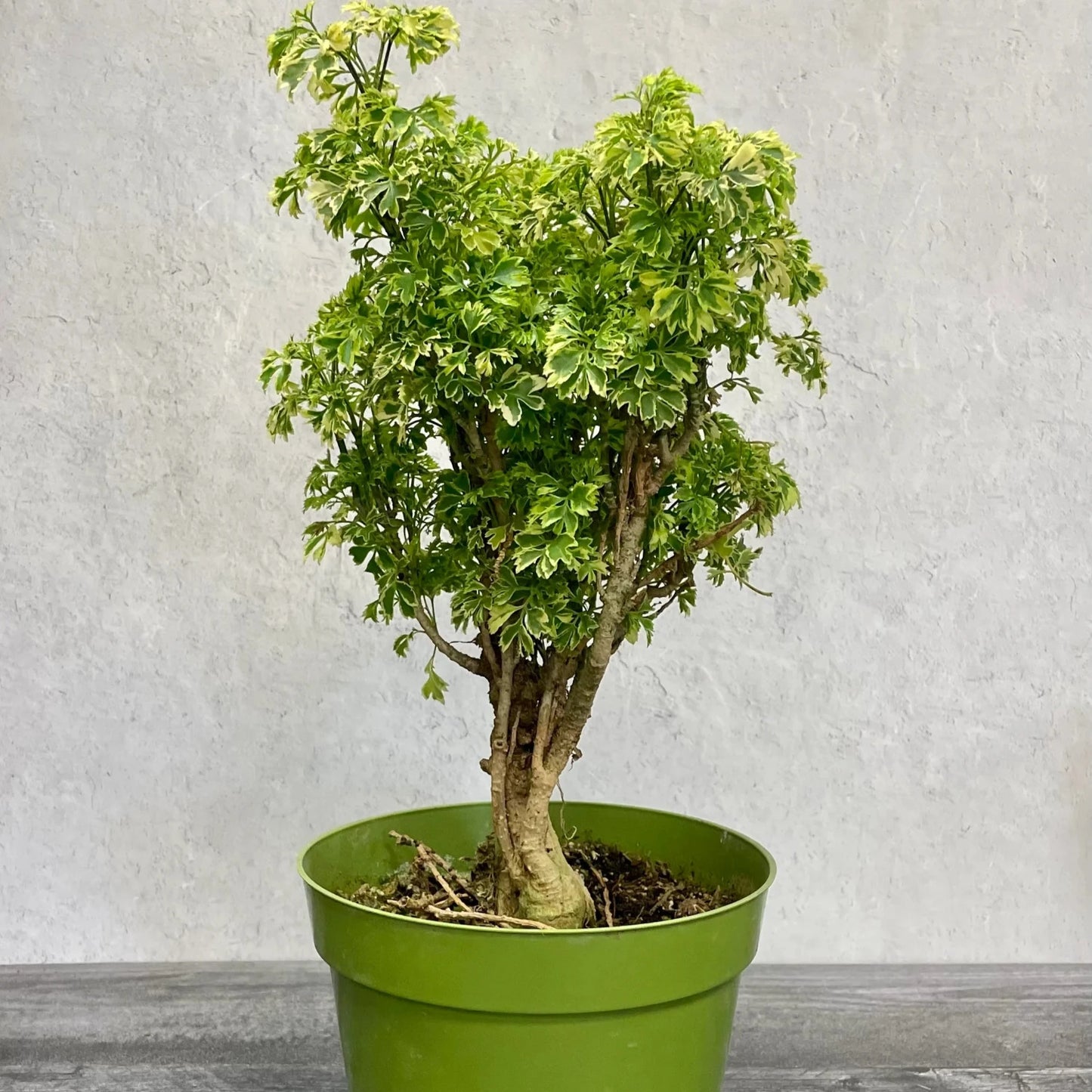 Ming Aralia - 6''