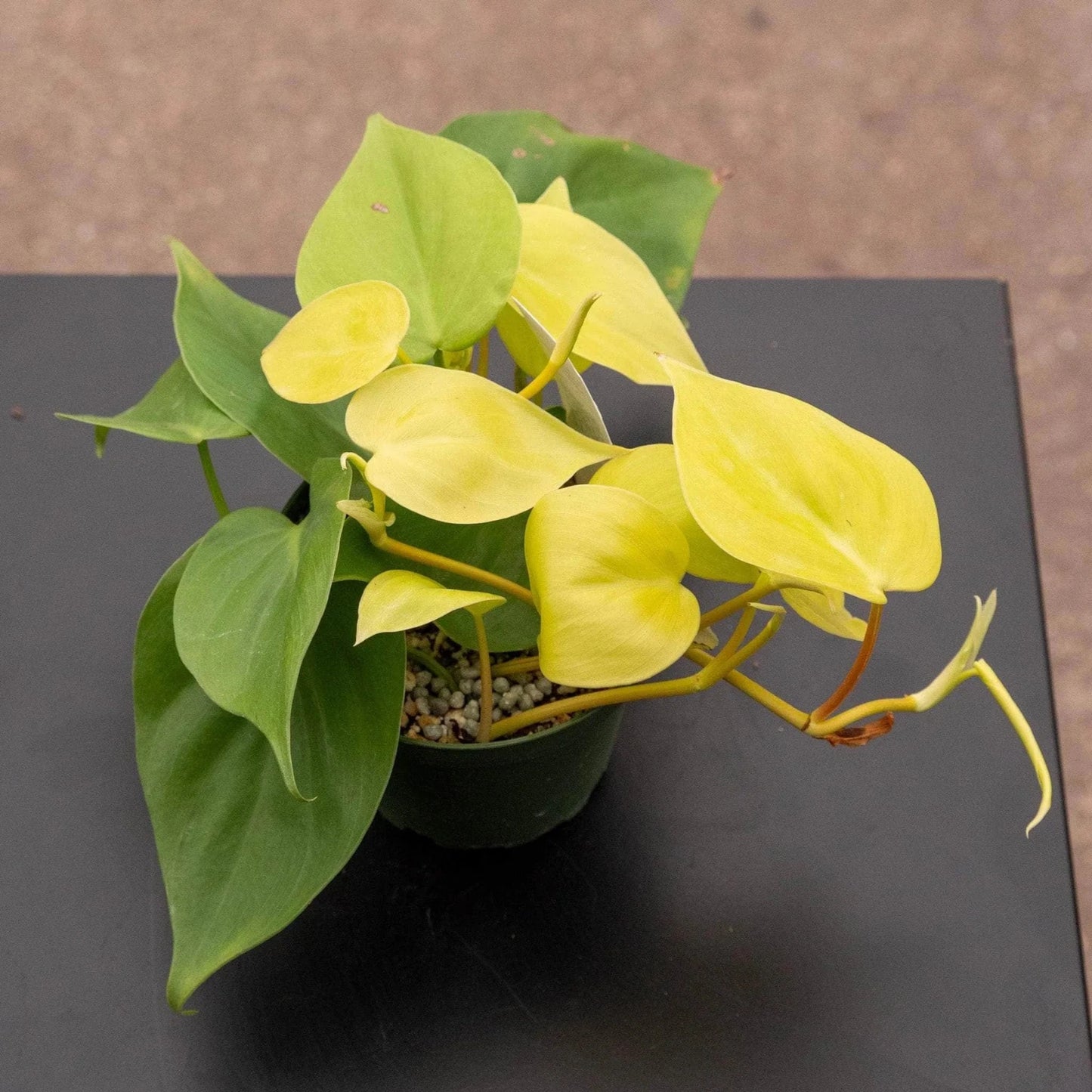 Philodendron Lemon Lime 4"