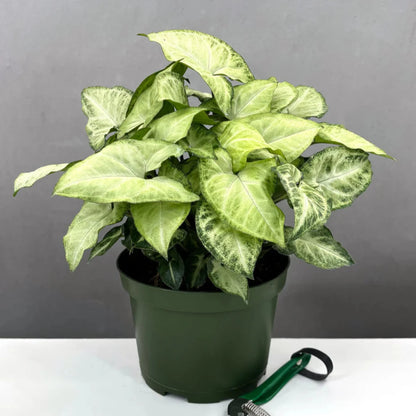 Syngonium White Butterfly - 4''