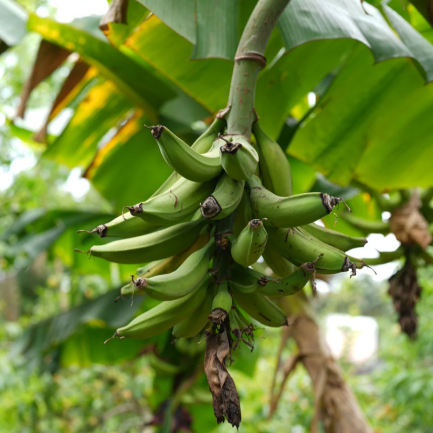 Dwarf Puerto Rican Plantain - 2 Live Plants - Cooking Plantain