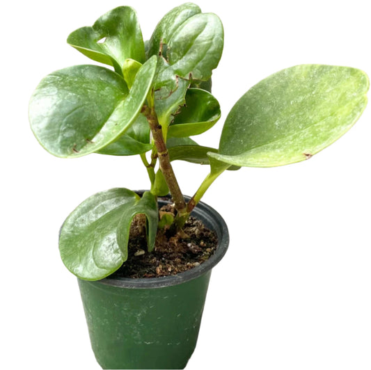 Peperomia Obtusifolia - 4''