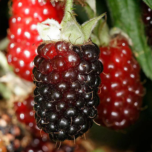 Thornless Blackberry - Rubus - Combo Pack - 32 Plants