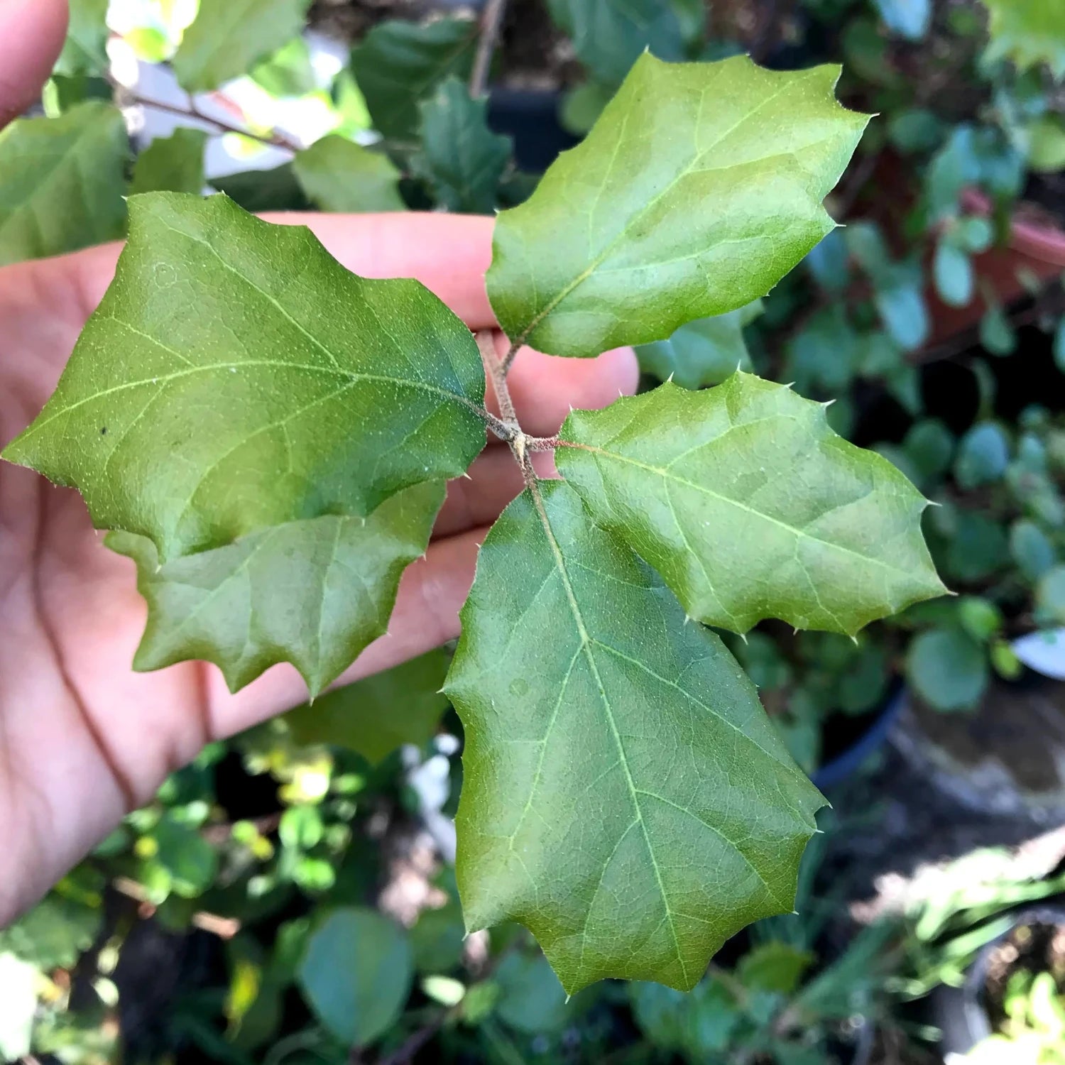 Coast Live Oak Plant Quercus Agrifolia - 4''