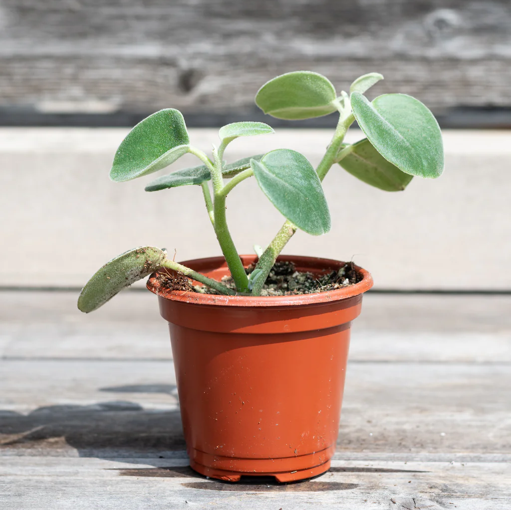 Peperomia Incana - 4''