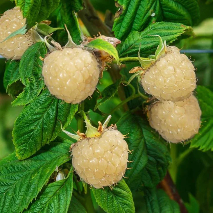 White Blackberry 4 plants. “Snowbank” Very Sweet