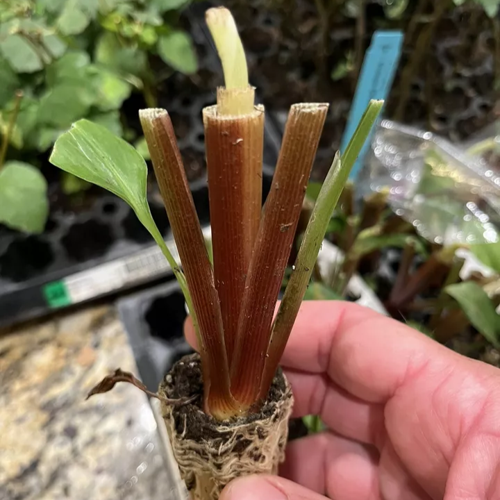 Potted/Finger Root/ Krachai/ Chinese Ginger Keys