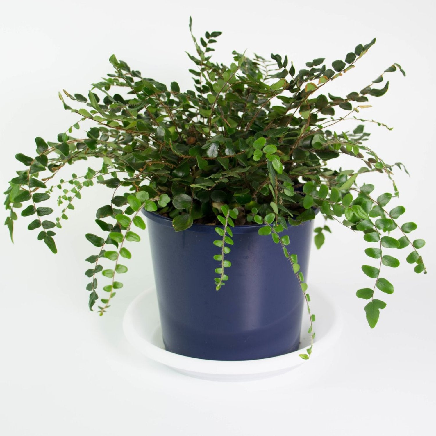 Button Fern - 4''