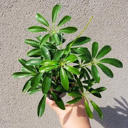 Schefflera Arboricola 'Umbrella Plant' Variegated' - 4''