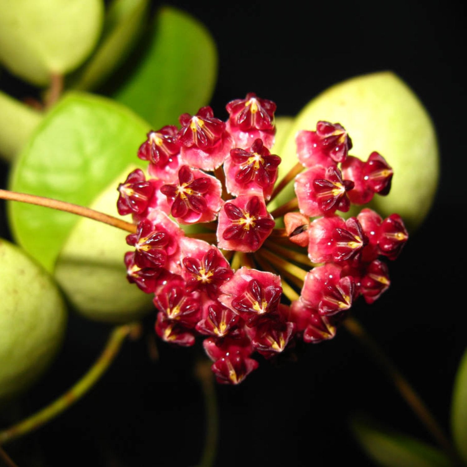 Rare Hoya Lucardenasiana 4"